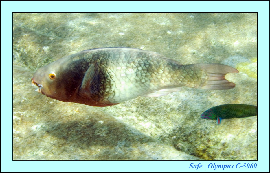 2008 - 07 - Leng Tengah - 095